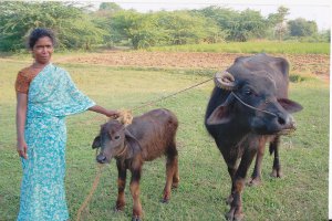 Kuhprojekt BlauesKleid Kalb