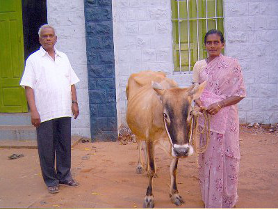 Pfarrer Arumaisamy mit stolzen Kuhbesitzerinnen